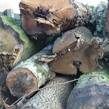 haagse bomen