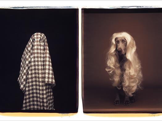 William Wegman 30 years of polaroids at Sperone Westwater, New York